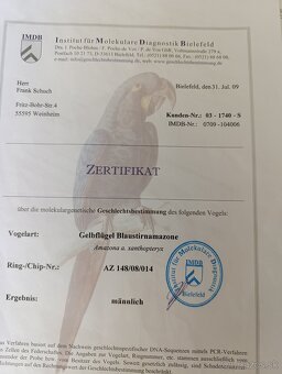 Amazoňan modročelý xanthopteryx. - 4