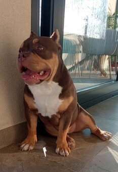 American bully Pocket / Standard s PP - 4