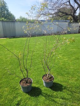 Muchovník Amelanchier lamarckii viackmeň - 4