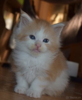 Mainska myvalia mačka - mačiatka Maine coon s PP - 4