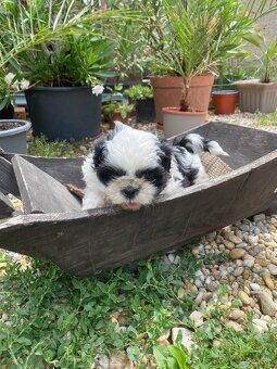 Shi-tzu,shitzu - 4