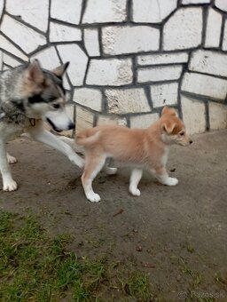 Šteniatka šteňata stenata - 4