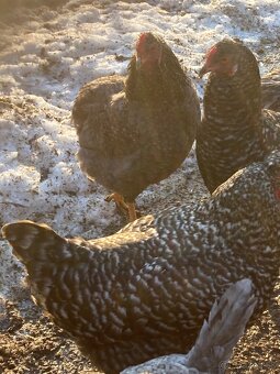 Araukana kohut 5 kusov - 4