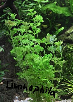 Predám machy do akvárija - 4