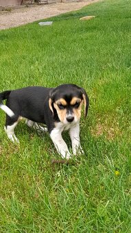 Beagle - 4
