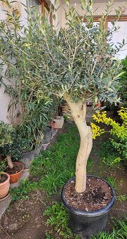 Olivovník olea europaea oliva - 4