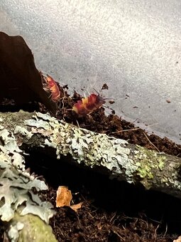 Ardentiella sp. Scarlet ( Merulanella, Isopod) - 4