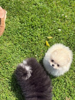 Pomeranian - 4