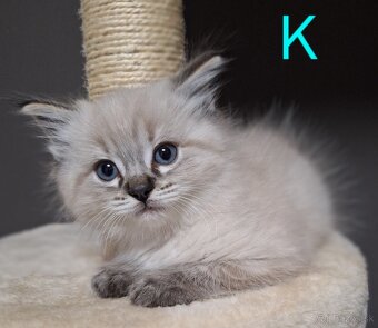 Ragdoll mačiatka - 4