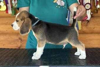 Bigel, bigl, beagle s PP - 4