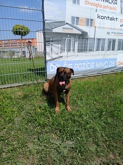 American bully XXL - 4