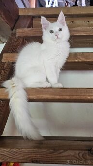 Mainské mývalie mačiatka s rodokmeňom.
- 4