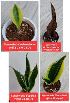 Predám izbové rastliny - 4