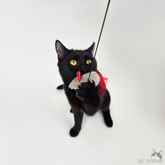 Drobunká POPPY hľadá domov - 4