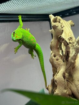 Felzuma madagaskarska - 4