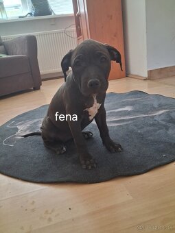 Americký Pitbullterrier - 4