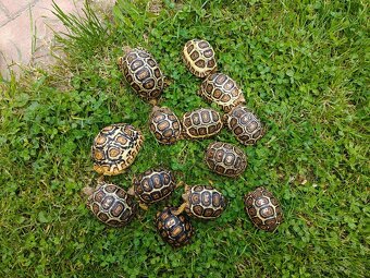 Korytnacka Leopardia (stigmochelys pardalis babcocki) - 4
