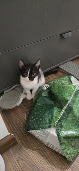 Mačiatka na adopciu - 4