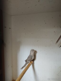 Papagáj spevavy - 4