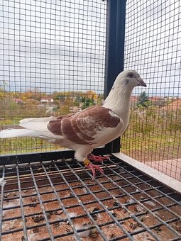 Poštové holuby - 4