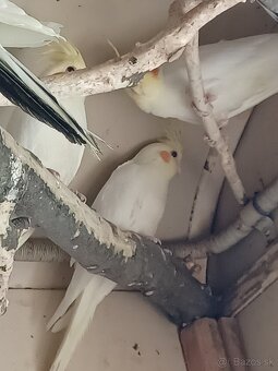 Predám korely lutino - 4