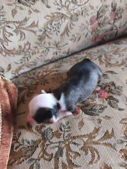 Čínsky chocholatý pes - 4