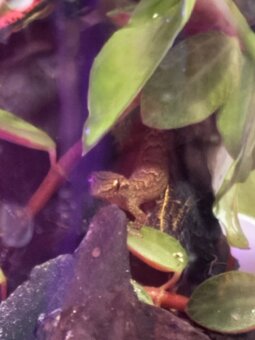 Gekón panenský - 4