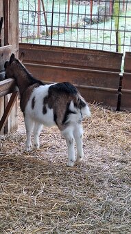 Predám kozu - 4