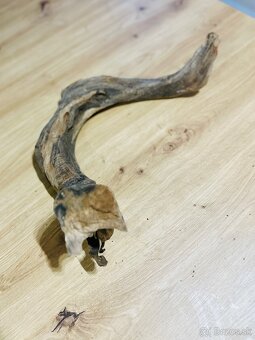 Koren do akvaria - 4