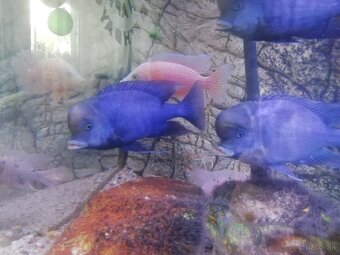 Africké cichlidy - 4