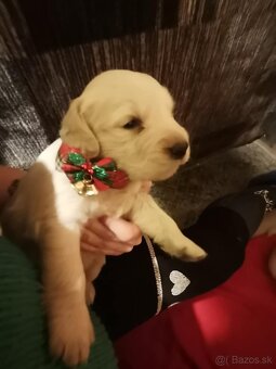 Zlatý retriever - 4