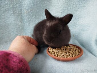 Zakrslý králik - 4