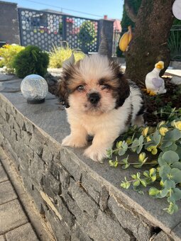 shi-tzu - 4