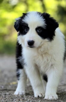 Border Collie, kolia - 4
