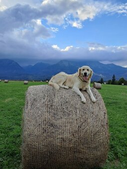 Krytie -Zlatý retriever - 4