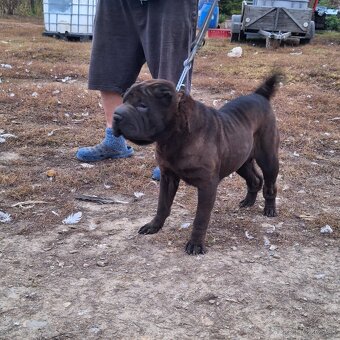Šarpej,sharpei,shar pei,sarpej - 4