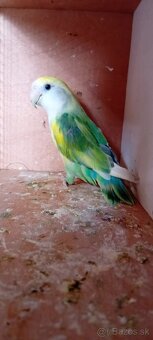 Predám Agapornisa - 4