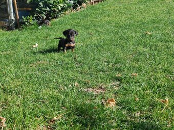 Trpasličí jazvečík hladkosrstý - 4