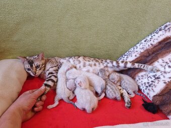 Bengálske mačiatka - 4