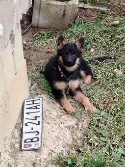 Predám fenku cena 150€ - 4