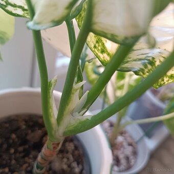 Aglaonema White Joy - 4