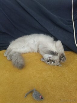 Ragdoll bez PP - 4