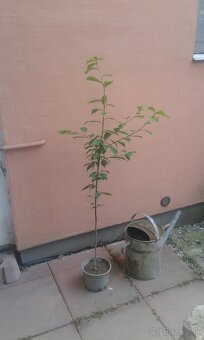 Prunus padus-májový strom - 4