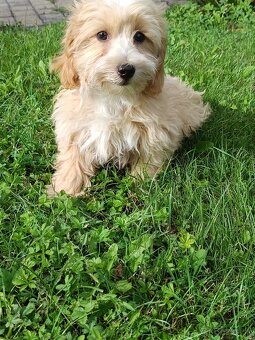 Maltipoo - 4