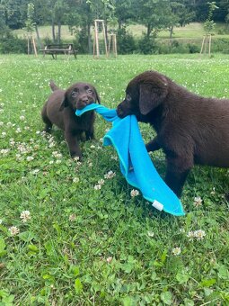 Labradorský retriever čokoláda - štěňátka s Průkazem Původu - 4