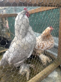 Predám milfrenky 1 kohút 2 sliepky - 4