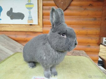 Viedenský modrý - 4