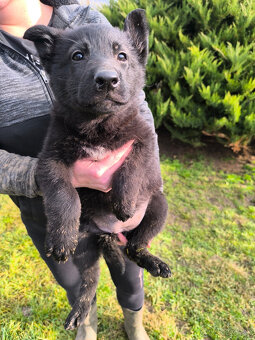 Nemecky ovčiak šteniatka - 4