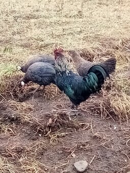 Predám Perličky - 4