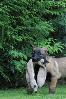 Predám sučku Belgického Ovčiaka Malinois - 4
